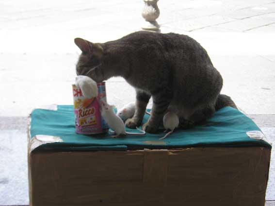 Cesta02_cat