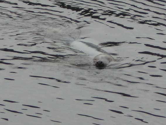 Ullapool