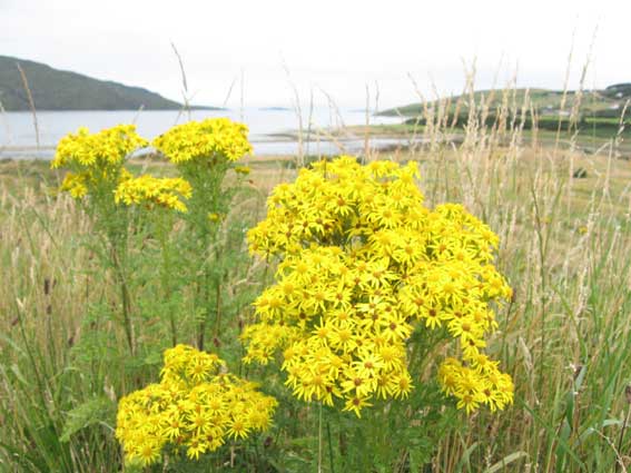 Ullapool