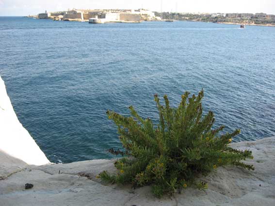 Valetta