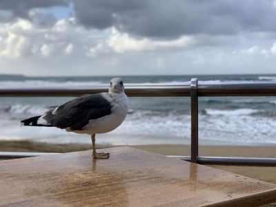 5. cesta: Tenerife - Azory - Madeira - ?</strong>